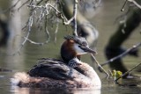 Haubentaucher | Great Crested Grebe | Podiceps cristatus
