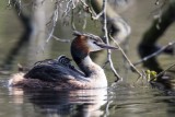 Haubentaucher | Great Crested Grebe | Podiceps cristatus