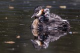 Haubentaucher | Great Crested Grebe | Podiceps cristatus