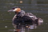 Haubentaucher | Great Crested Grebe | Podiceps cristatus