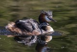 Haubentaucher | Great Crested Grebe | Podiceps cristatus