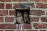 Turmfalke | Common Kestrel | Falco tinnunculus
