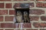 Turmfalke | Common Kestrel | Falco tinnunculus