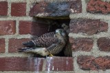 Turmfalke | Common Kestrel | Falco tinnunculus