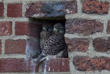 Turmfalke | Common Kestrel | Falco tinnunculus