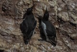 Trottellumme | Common Murre | Uria aalge