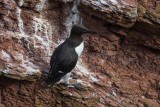 Trottellumme | Common Murre | Uria aalge