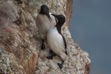 Trottellumme | Common Murre | Uria aalge