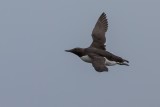 Trottellumme | Common Murre | Uria aalge
