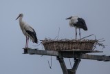 Weißstorch | White Stork | Ciconia ciconia