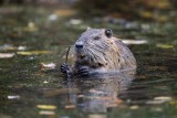 Nutria | Coypu | Myocastor coypus