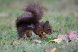 Eichhörnchen | Eurasian Red Squirrel | Sciurus vulgaris