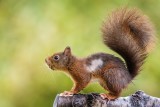 Eichhörnchen | Eurasian Red Squirrel | Sciurus vulgaris