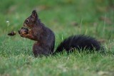 Eichhörnchen | Eurasian Red Squirrel | Sciurus vulgaris