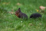Eichhörnchen | Eurasian Red Squirrel | Sciurus vulgaris