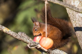 Eichhörnchen | Eurasian Red Squirrel | Sciurus vulgaris