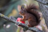 Eichhörnchen | Eurasian Red Squirrel | Sciurus vulgaris