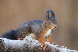 Eichhörnchen | Eurasian Red Squirrel | Sciurus vulgaris