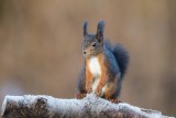 Eichhörnchen | Eurasian Red Squirrel | Sciurus vulgaris