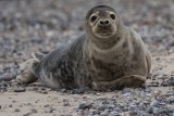 Kegelrobbe | Gray Seal | Halichoerus grypus