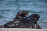 Kegelrobbe | Gray Seal | Halichoerus grypus