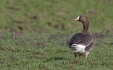 Anser albifrons albifrons - Eurasian Greater White-fronted Goose
