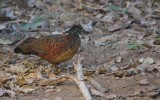 Galloperdix lunulata - Painted Spurfowl