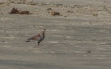 Columba guinea guinea - Speckled Pigeon