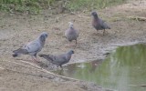 Columba oenas oenas - Stock Dove