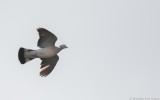 Columba palumbus palumbus - Common Wood-Pigeon