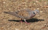Streptopelia turtur turtur - European Turtle-Dove