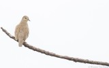 Columbina minuta minuta - Plain-breasted Ground-Dove