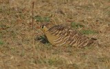 Pterocles indicus - Painted Sandgrouse
