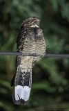 Caprimulgus macrurus bimaculatus - Large-tailed Nightjar