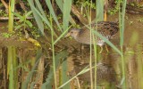 Porzana porzana - Spotted Crake