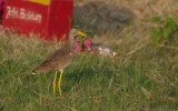 Vanellus senegallus senegallus - Wattled Lapwing