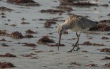 Limosa lapponica lapponica - Bar-tailed Godwit