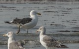 Larus dominicanus vetula - Kelp Gull