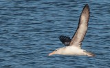 Thalassarche melanophris melanophris - Black-browed Albatross