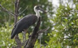 Cinonia episcopus microscelis - African Woolly-necked Stork