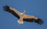 Ciconia ciconia ciconia - White Stork