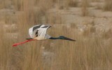 Ephippiorhynchus asiaticus asiaticus - Black-necked Stork