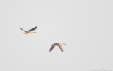 Anser cygnoides - Swan Goose