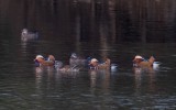 Aix galericulata - Mandarin Duck