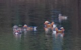 Aix galericulata - Mandarin Duck