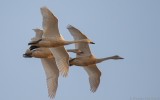 Cygnus columbianus bewickii - Bewicks Swan