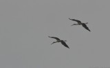 Mycteria ibis - Yellow-billed Stork
