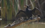 Microcarbo africanus africanus - Long-tailed Cormorant