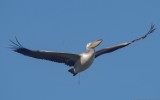 Pelecanus onocrotalus - Great White Pelican