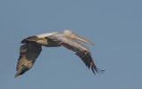 Pelecanus crispus - Dalmatian Pelican